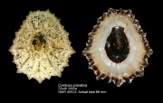 Cymbula granatina